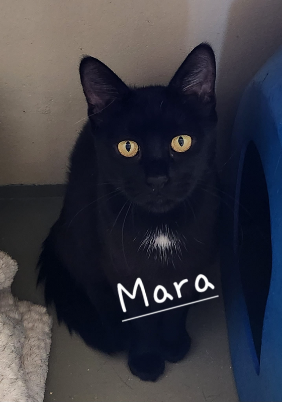 Mara; stunning black cat up for adoption