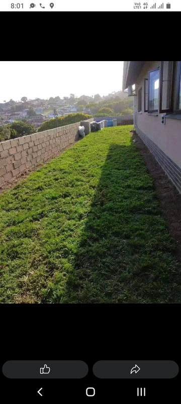 LM Berea grass and Kikuyu grass weed free