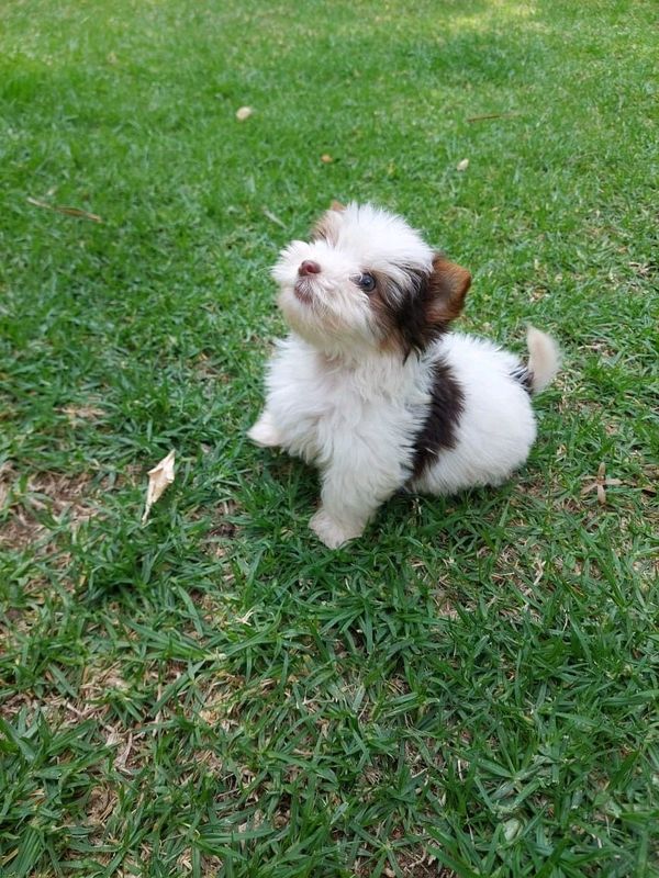 Beautiful Biro pocket size yorkie boy