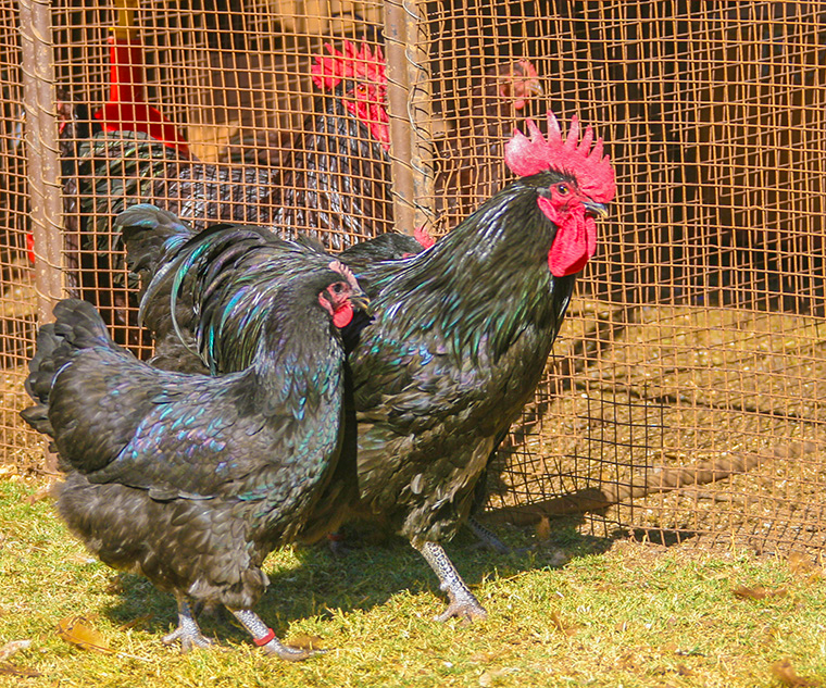 Australorp chicks day-old to Ready-to-Lay