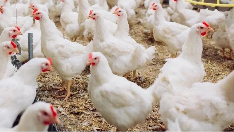 Broilers for Sale,