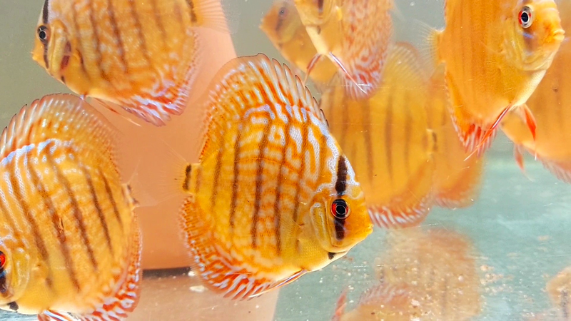 Discus fish