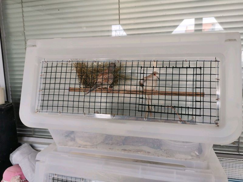 Breeding Pair Diamond Doves and Enclosure for sale