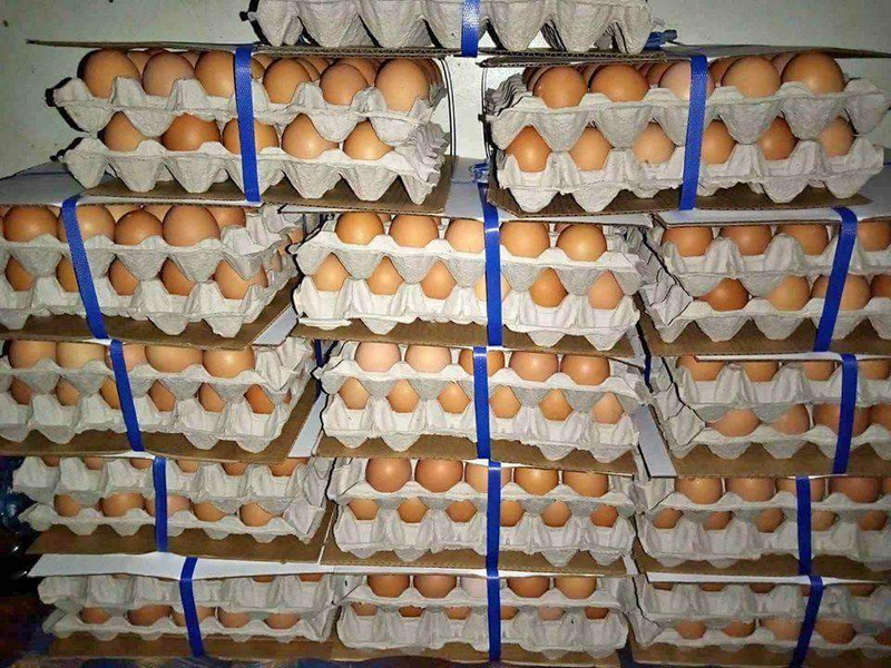 Super quality and fresh eggs for sale near in bulk at cheap prices