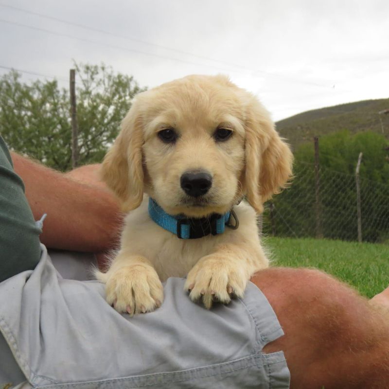 Labradoodle boys available