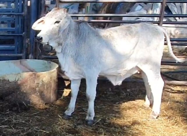 Brahman heifers available