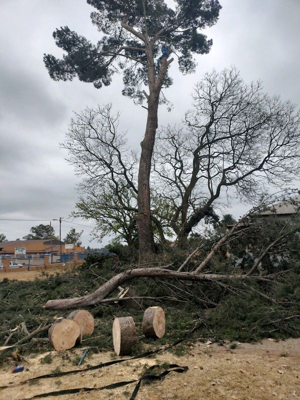 TREE FELLING AND PALM TREE REMOVAL