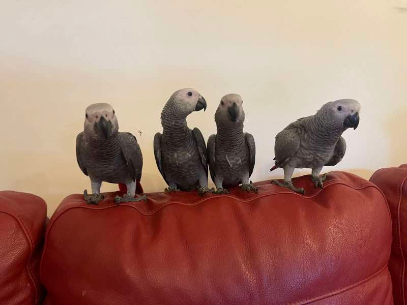 We have African Grey parrots ready for their new home