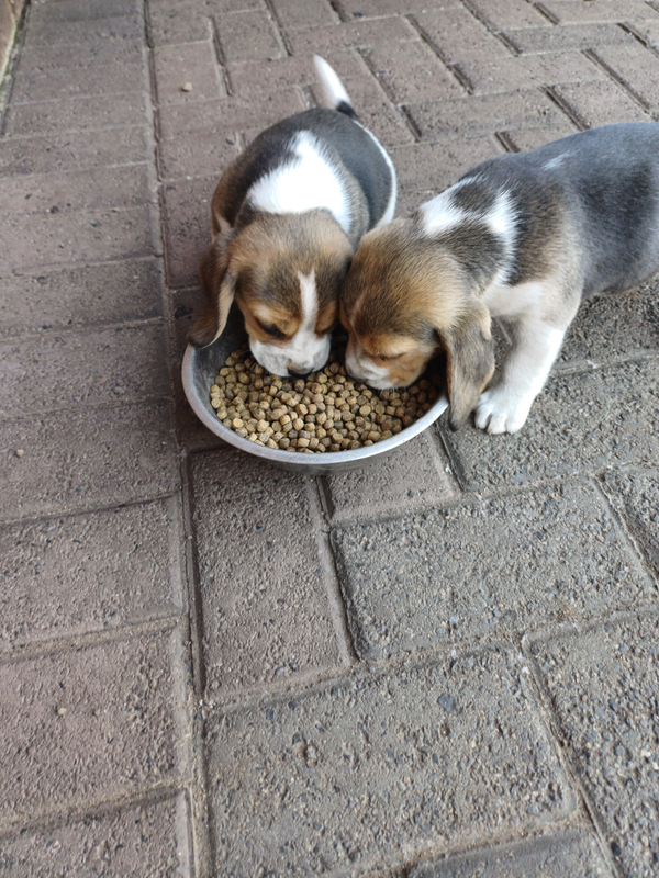 Pure bred beagle puppies