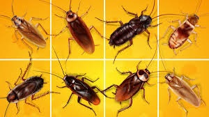 Pest Control Management / Beetle Compliance Certificates