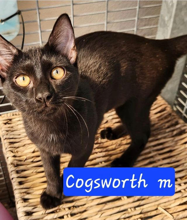 Cogsworth: kitten up for adoption