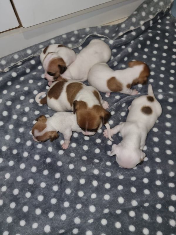 Jack Russell Puppies