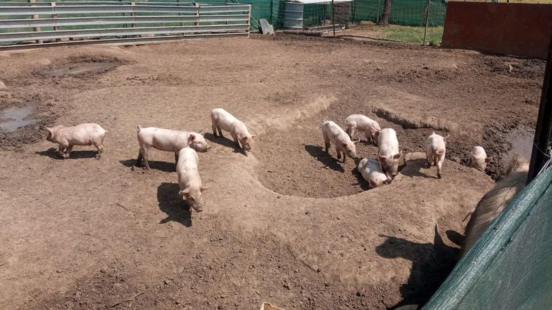 Large white pigs for sale
