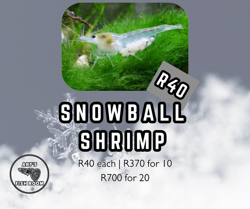 Snowball Shrimp