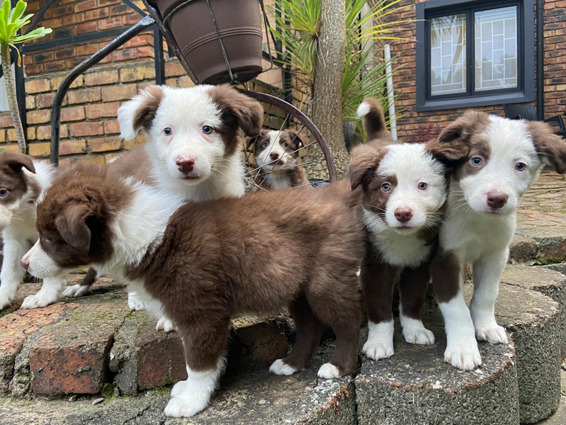 Border Collie Puppy&#39;s  Brown and White
