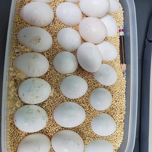 Fresh tested and proven fertile parrot eggs for sale at reasonable prices
