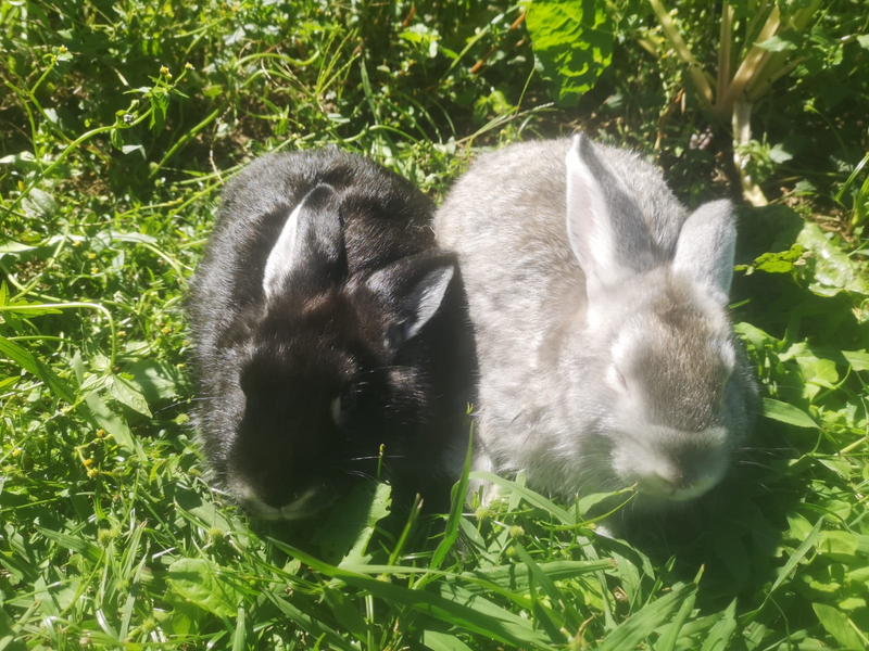 Satin rabbits