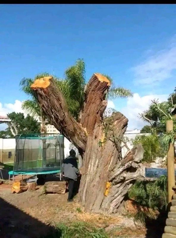 Tree felling and garden service in durban and surrounding areas. 0632791994