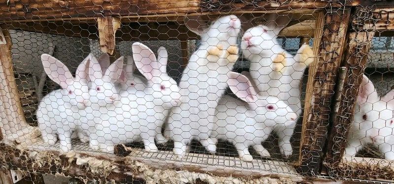 HIGH QUALITY NEW ZEALAND WHITE RABBITS FOR SALE
