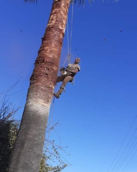 Tree felling stump removal