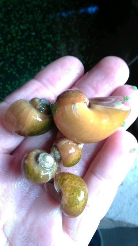 Apple snails