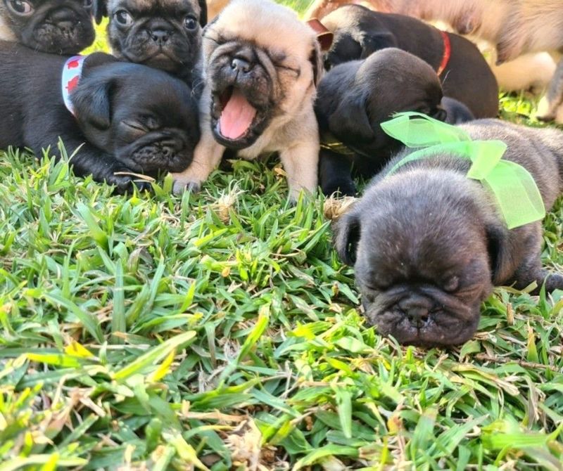 PURE BRED PUG PUPPIES!♡♡♡
