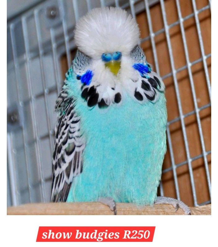 Show budgies available