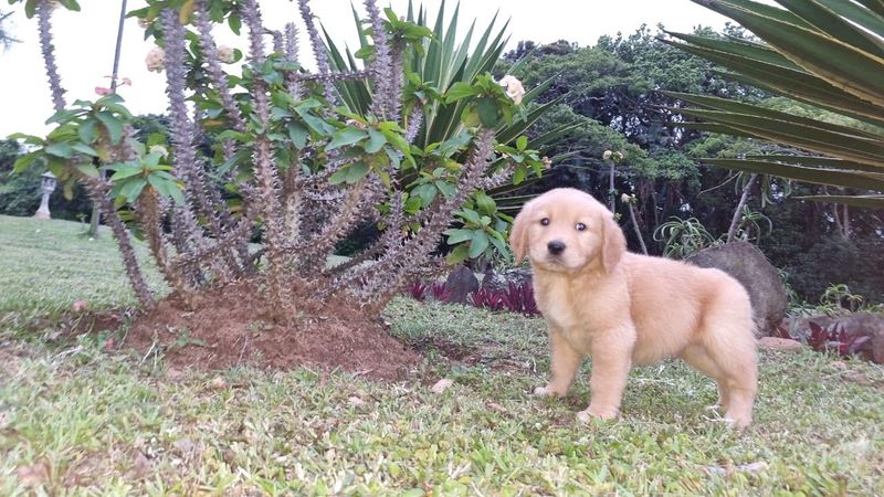 Stunning Golden Retriever puppies available