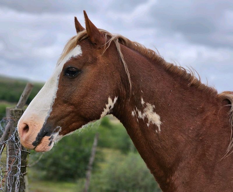 Flashy Looking Pony Stallion - Great Jumper