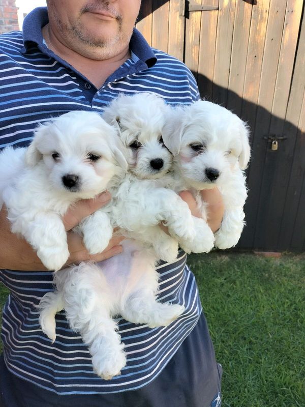 Purebreed maltese pups