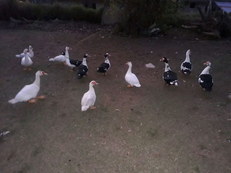 Selling ducks for R200