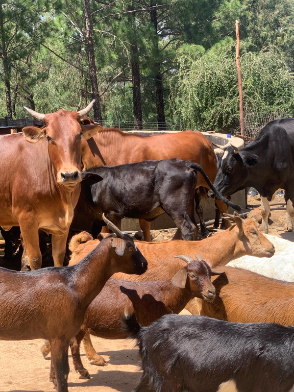 Cattle for sale , Brahman , Bonsmara and Nguni Cattle