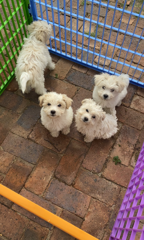 Maltese Poodle Puppy For Sa