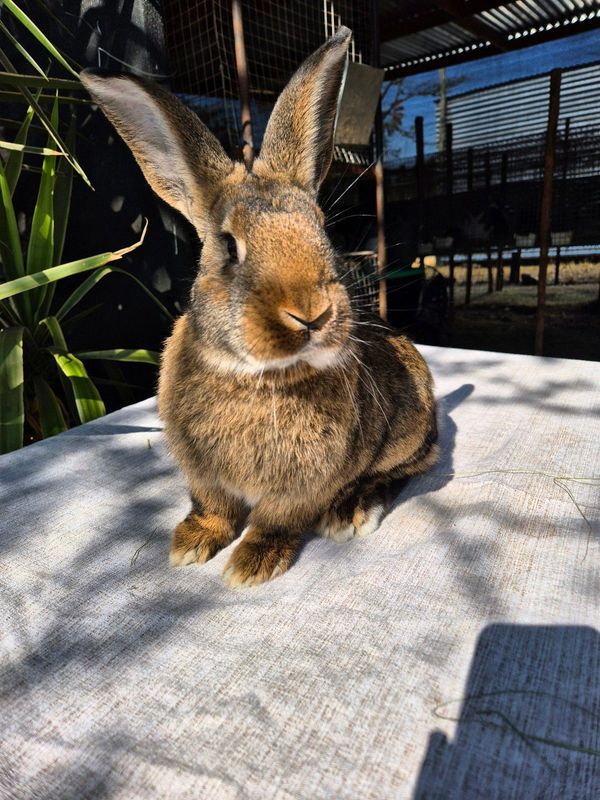 Flemish giant rabbits