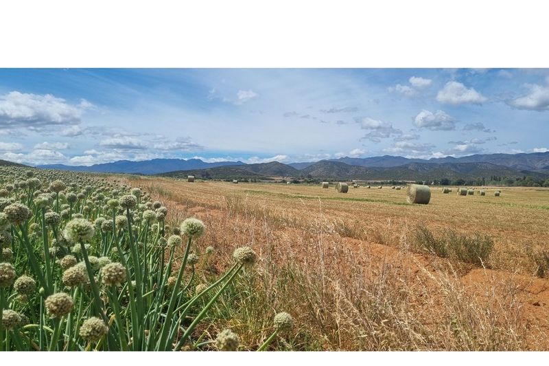 Vegetable seed and Ostrich Farm in the picturesque Town of De Rust, Western Cape