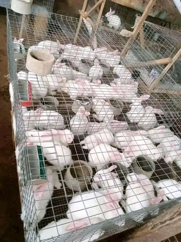 Quality Breeding Stock New Zealand White Rabbits For Sale