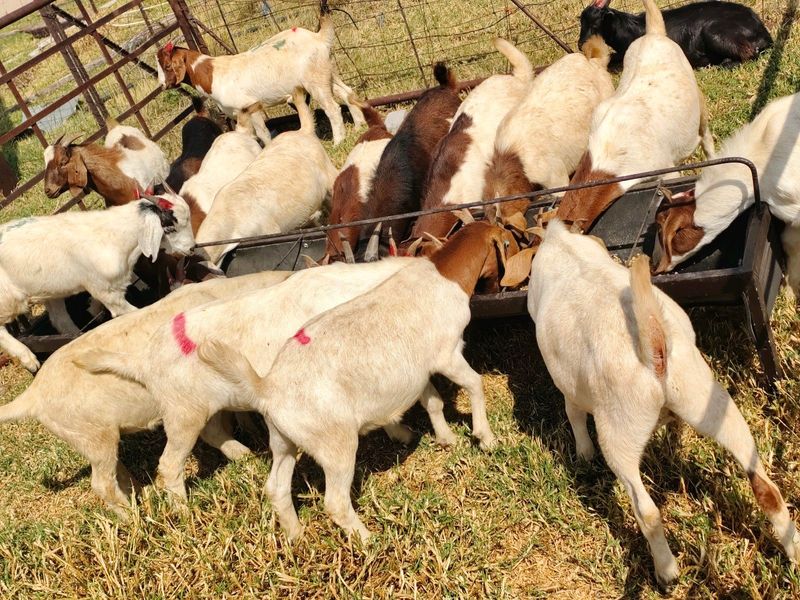 19 Male goats for sale