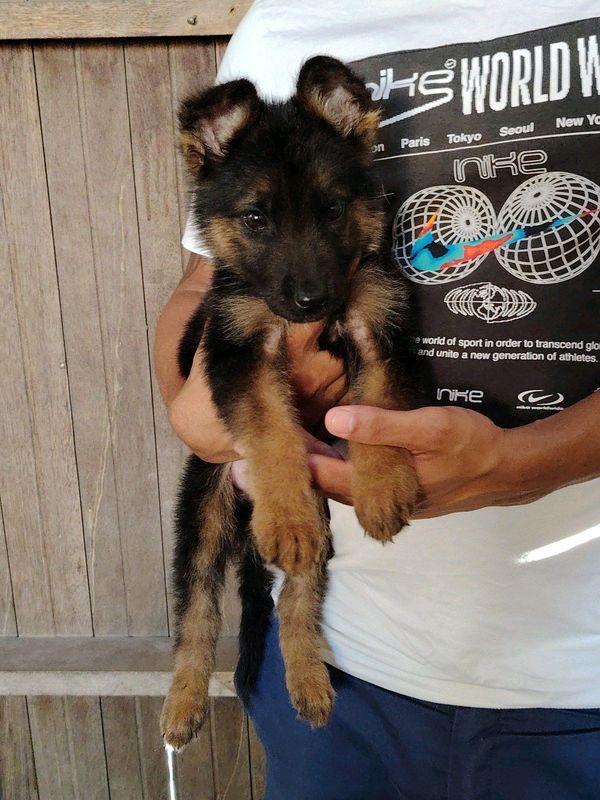 German shepherd