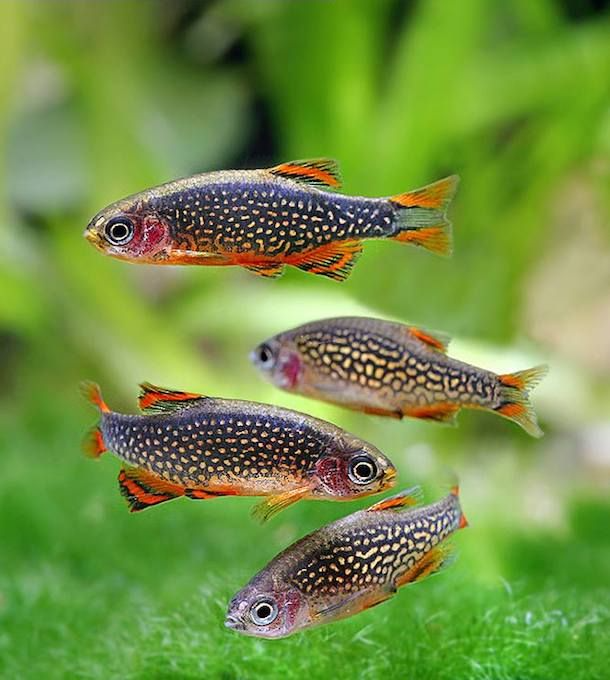 Celestial Pearl Danio