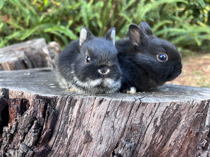 Purebred netherland dwarfs