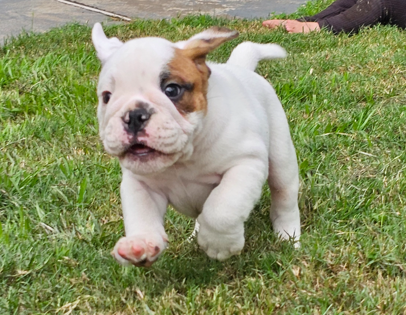 English Bulldog Puppy