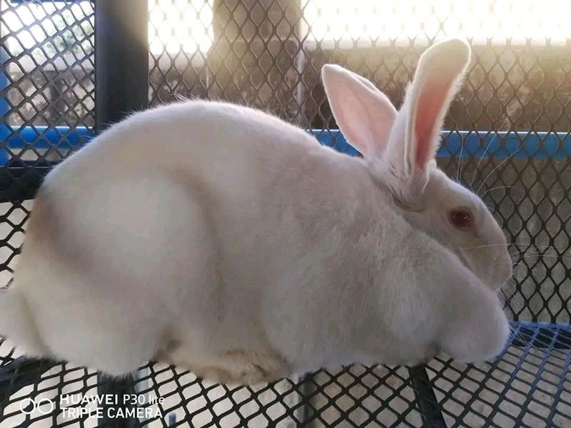 Newzealand White Breeding Stock Available