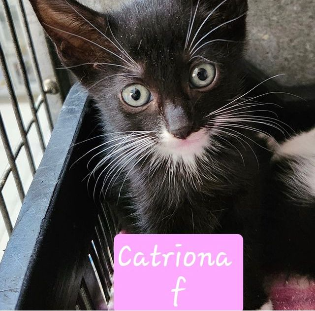 Catriona: kitten up for adoption
