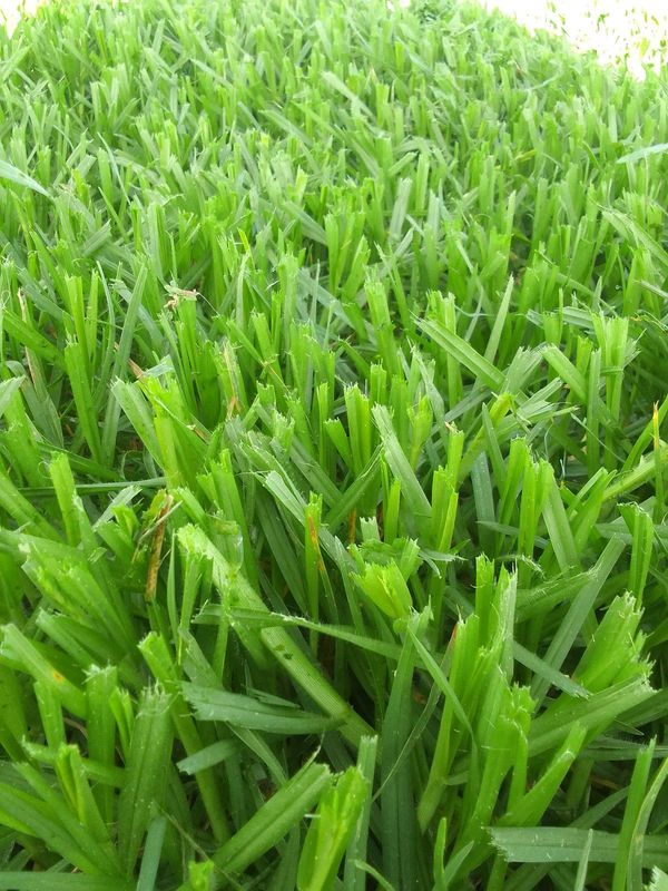 Supply and install Kikuyu grass
