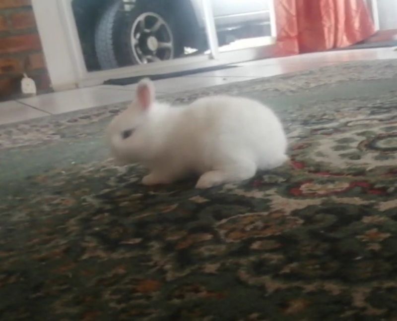 Rabbits assorted colours (from 6 weeks)