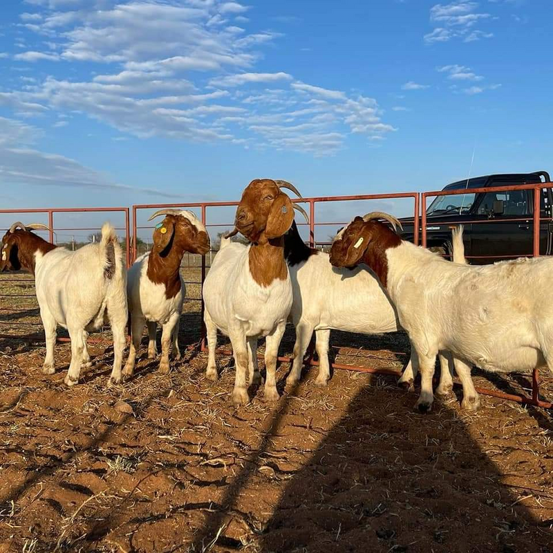 Our farm sells good quality goats and sheeps available