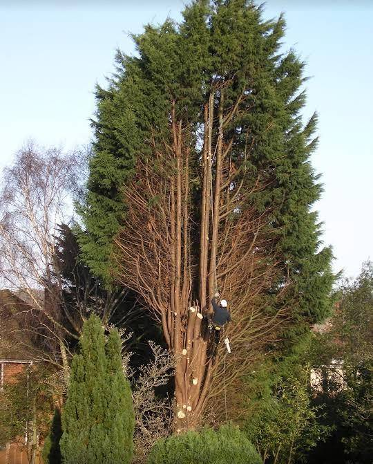 STAR TREE FELLING /BOOMSLOPING