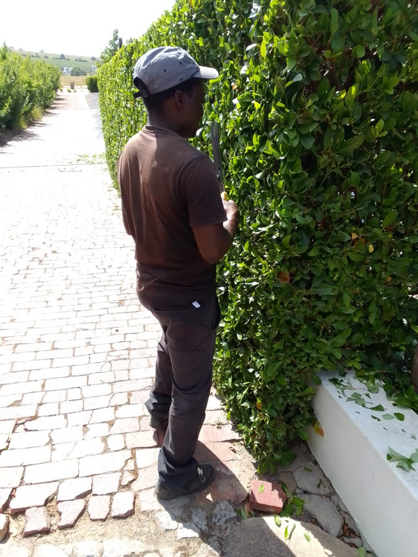 Malawian Experienced Gardener boy