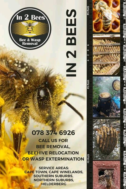 We do bee removal and wasp extermination