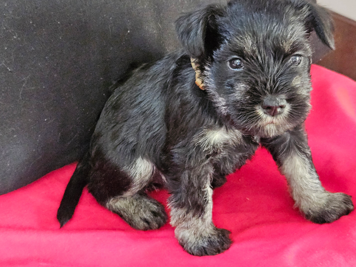 Schnauzer deals gumtree